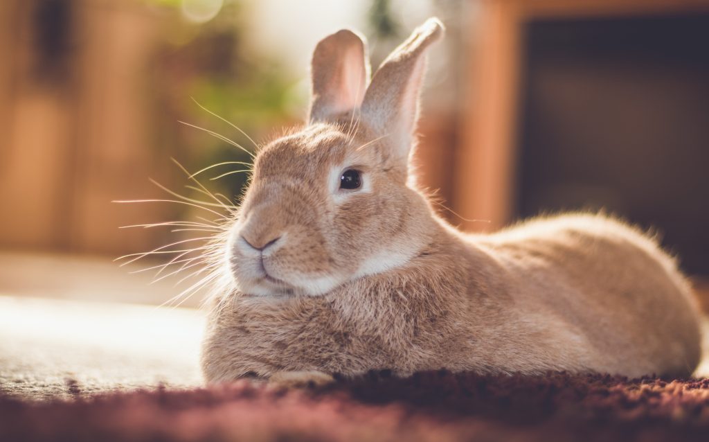rufus-bunny-rabbit-relaxes-next-to-shag-carpet-in-warm-tones-vintage ...